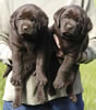 Abe/Billie female pups, day 36, June 4, 2006. Collar colors (L) to (R) Green & Blue