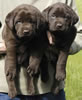 Abe/Billie female pups, day 36, June 4, 2006. Collar colors (L) to (R) Pink & Happy Face