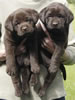 Abe/Billie female pups, day 36, June 4, 2006. Collar colors (L) to (R) Zebra & Tiger