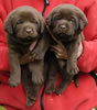 Abe/Billie female pups, day 30, May 27, 2006. Collar colors (L) to (R) Red & Zebra