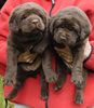 Abe/Billie female pups, day 30, May 27, 2006. Collar colors (L) to (R) Tiger & Green