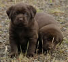 Abe/Billie female pups, day 30, May 27, 2006