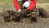 Abe/Billie female pups, day 30, May 27, 2006