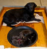 Bing and pups, Day 3. February 15, 2012