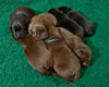 Bing Pups, Day 11. February 23, 2012
