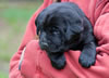 Abe/Bing Black Female, Collar color Red. Day 27. March 10, 2012