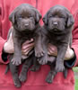 Abe/Bing Chocolate Males, Collar colors Blue & Green. Day 27. March 10, 2012