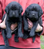 Abe/Bing Black Males, Collar colors Green & Blue. Day 27. March 10, 2012