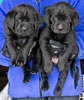 Abe/Bing Black male pups. Collar colors Blue & Green. Day 38, March 21, 2012