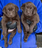 Abe/Bing Chocolate male pups. Collar colors Blue & Green. Day 38, March 21, 2012