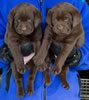 Abe/Bing Chocolate female pups. Collar colors Red & Pink. Day 38, March 21, 2012