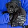 Abe/Bing Black female pup. Day 38, March 21, 2012