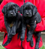 Abe/Bing Black males, Collar colors Blue & Green. Day 44, March 28, 2012