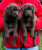 Abe/Bing Chocolate males, Collar colors Green & Blue. Day 44, March 28, 2012