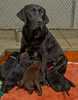 Bing & Pups, Day 19. March 2, 2012