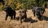 Abe/Bing pups, Day 40. October 8, 2012