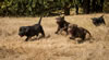 Abe/Bing pups, Day 40. October 8, 2012