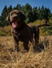 Abe/Bing pup, Day 40. October 8, 2012