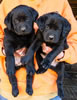 Abe/Bing Black males, Collar colors Purple & Blue, Day 40. October 8, 2012.