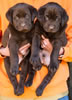 Abe/Bing Chocolate males, Collar colors Red & Blue, Day 40. October 8, 2012.