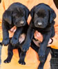 Abe/Bing Black males, Collar colors Red & Yellow, Day 40. October 8, 2012.