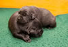 Abe/Bing pups, Day 14. September 12, 2012.