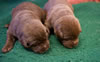 Abe/Bing pups, Day 14. September 12, 2012.