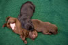 Abe/Bing pups, Day 14. September 12, 2012.