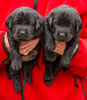 Abe/Bing BMs collar colors Blue & Yellow, Day 23. September 21, 2012