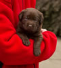 Abe/Bing CM, Collar color Red, Day 23. September 21, 2012