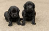 Abe/Bing BMs, Collar colors Yellow & Blue, Day 23. September 21, 2012