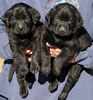 Abe/Bing Black males, collar colors Blue & Purple, Day 32. September 30, 2012.