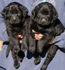 Abe/Bing Black males, collar colors Blue & Purple, Day 32. September 30, 2012.