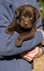 Abe/Bing Chocolate female, Day 32. September 30, 2012.