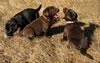 Abe/Bing pups, Day 32. September 30, 2012.