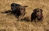 Abe/Bing pups, Day 32. September 30, 2012.