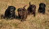 Abe/Bing pups, Day 32. September 30, 2012.