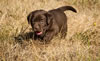 Abe/Bing pups, Day 32. September 30, 2012.