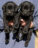 Abe/Bing Black males, collar colors Red & Yellow, Day 32. September 30, 2012.