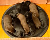 Bing pups, Day 7. September 5, 2012.