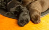 Bing pups, Day 7. September 5, 2012.