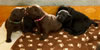 Abe/Garmin pups, day 19. May 19, 2012