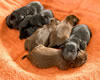 Abe/Garmin pups, day 2. May 2, 2012