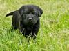 Abe/Garmin Blue collar Black male, Day 28. May 28, 2012