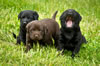 Abe/Garmin Blue collar Black male, Green collar Chocolate male, and Yellow collar Black male (Yawn), Day 28. May 28, 2012