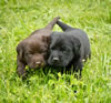 Abe/Garmin Purple collar Chocolate male and Yellow collar Black male, Day 28. May 28, 2012