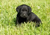 Abe/Garmin Red collar Black female, Day 28. May 28, 2012