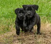 Abe/Garmin Black pups, Day 43. June 12, 2012