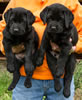 Abe/Garmin Black males, Collar colors Blue & Yellow, Day 43. June 12, 2012