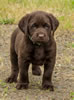 Abe/Garmin Green Collar Chocolate Male, Day 43. June 12, 2012